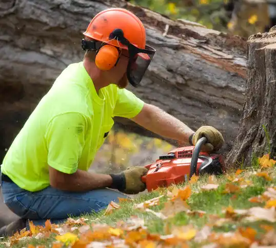 tree services Rocky River